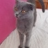 acil geçici-kalıcı yuva scottish fold sokakta bulundu fotoğraf