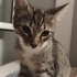 Hamur makinası tostik fotoğraf