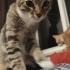 Hamur makinası tostik fotoğraf