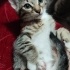Hamur makinası tostik fotoğraf