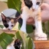 Şila calico Kedi