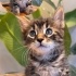 Aslan Tekir kedi