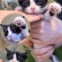 Silvester smokin kedi
