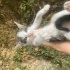 2 aylık yavru kedi fotoğraf