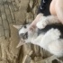 2 aylık yavru kedi fotoğraf