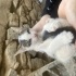 2 aylık yavru kedi fotoğraf