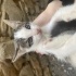 2 aylık yavru kedi fotoğraf