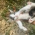 2 aylık yavru kedi fotoğraf