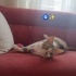 ücretsiz yıva arıyoruz fotoğraf