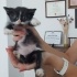 3 Melekşörler Acil Yuva Arıyor fotoğraf