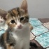 3 dişi 1 erkek kardeşler fotoğraf