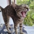 Jerry Yuva Arıyor 😺💕🌷 fotoğraf