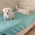 ÇOK ACİL GECICI VEYA KALICI YUVA!!! fotoğraf