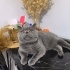 Mask' a Yuva Arıyoruz fotoğraf