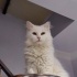 Bulut oğlumuz yuva arıyor fotoğraf