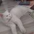 Bulut oğlumuz yuva arıyor fotoğraf