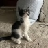 Kepçe oğlumuz yuva arıyor fotoğraf
