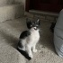 Kepçe oğlumuz yuva arıyor fotoğraf