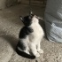 Kepçe oğlumuz yuva arıyor fotoğraf