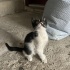 Kepçe oğlumuz yuva arıyor fotoğraf