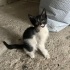 Kepçe oğlumuz yuva arıyor fotoğraf