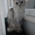 BEN MİLA ÇOK HANIM HANIM BİR KEDİYİMDİR fotoğraf