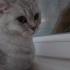 BEN MİLA ÇOK HANIM HANIM BİR KEDİYİMDİR fotoğraf