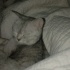 BEN MİLA ÇOK HANIM HANIM BİR KEDİYİMDİR fotoğraf