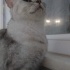 BEN MİLA ÇOK HANIM HANIM BİR KEDİYİMDİR fotoğraf