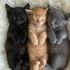 KEDİ SAHİPLENMEK İÇİN EN DOĞRU YERDESİNİZ! ÜCRETSİZ,SAĞLIKLI,EĞİTİMLİ KEDİLER fotoğraf