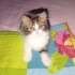 KEDİ SAHİPLENMEK İÇİN EN DOĞRU YERDESİNİZ! ÜCRETSİZ,SAĞLIKLI,EĞİTİMLİ KEDİLER fotoğraf