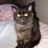 KEDİ SAHİPLENMEK İÇİN EN DOĞRU YERDESİNİZ! ÜCRETSİZ,SAĞLIKLI,EĞİTİMLİ KEDİLER fotoğraf