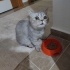 KEDİ SAHİPLENMEK İÇİN EN DOĞRU YERDESİNİZ! ÜCRETSİZ,SAĞLIKLI,EĞİTİMLİ KEDİLER fotoğraf