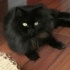 KEDİ SAHİPLENMEK İÇİN EN DOĞRU YERDESİNİZ! ÜCRETSİZ,SAĞLIKLI,EĞİTİMLİ KEDİLER fotoğraf