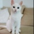 KEDİ SAHİPLENMEK İÇİN EN DOĞRU YERDESİNİZ! ÜCRETSİZ,SAĞLIKLI,EĞİTİMLİ KEDİLER fotoğraf