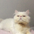 Sokağa terk edilmiş cins kedi fotoğraf