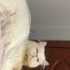 Sokağa terk edilmiş cins kedi fotoğraf