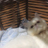 Sokağa terk edilmiş cins kedi fotoğraf