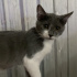Oyun canlısı sevimli kedi fotoğraf