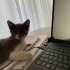 Oyun canlısı sevimli kedi fotoğraf