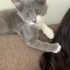 Oyun canlısı sevimli kedi fotoğraf