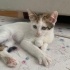 2.5 Aylık Dişi Masum ACİL YUVA fotoğraf