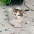 2.5 Aylık Dişi Masum ACİL YUVA fotoğraf