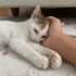 2.5 Aylık Dişi Masum ACİL YUVA fotoğraf