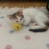 2.5 Aylık Dişi Masum ACİL YUVA fotoğraf
