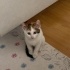2.5 Aylık Dişi Masum ACİL YUVA fotoğraf
