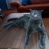 8 aylık erkek russian blue ücretsiz antalya fotoğraf
