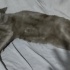 8 aylık erkek russian blue ücretsiz antalya fotoğraf