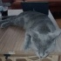 8 aylık erkek russian blue ücretsiz antalya fotoğraf