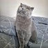 Dobby kısır ve çipli ücretsiz sahiplendirme fotoğraf